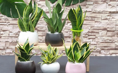 Có nên đặt cây lưỡi hổ tùy tiện? Coi chừng phạm kỵ khiến gia chủ hao tài