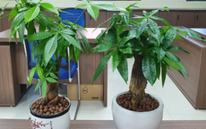 Sai lầm "chí mạng" nhiều người mắc khi tưới nước khiến cây kim ngân bị thối rễ, chết dần