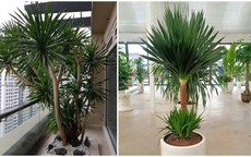 Top cây cảnh "quốc dân" size lớn được giới nhà giàu săn đón: Nhà bạn có chưa?