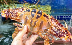 Ghẹ đỏ bổ dưỡng thế nào mà giá cả triệu đồng/kg? Khi ăn nên chọn ghẹ đỏ hay ghẹ xanh?