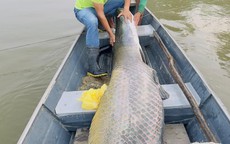 2 anh em bắt được con cá khổng lồ nặng 130kg, dài 2,2 mét trên sông