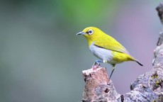 3 khung giờ sinh Âm lịch được xem là 'vượng mệnh', dễ hưởng phú quý cả đời