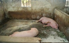 Phát hiện nhiều vi phạm tại cơ sở giết mổ lợn nghi thu mua lợn bệnh ở Ninh Bình