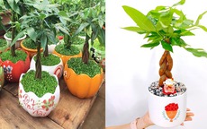 Cây kim ngân hợp với mệnh gì để sinh tài lộc, thịnh vượng