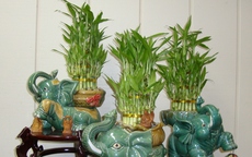 Top 5 loại cây cảnh để phòng thờ đại cát, đại lợi