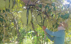 Lâm Đồng báo động tình trạng mua bán, cho mượn mã số vùng trồng để xuất khẩu sầu riêng