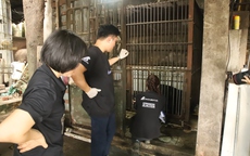 Giải cứu 3 cá thể gấu ngựa từ Thái Nguyên, Hà Nội