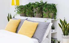 Muốn tình duyên hanh thông, người độc thân nên đặt cây gì trong phòng ngủ?