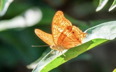 Ngày sinh Âm lịch của người đổi đời nhờ quý nhân đưa đường chỉ lối