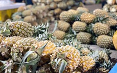 Tiểu thương lý giải giá dứa tại vườn rẻ như cho nhưng bán ngoài thị trường vài chục nghìn đồng/kg