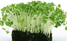 5 loại rau củ được ví như 'vua thải độc gan', chợ Việt luôn sẵn, thấy nên mua luôn