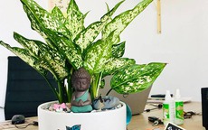 Tuổi Thìn nên để cây gì trên bàn làm việc để tiền tài hanh thông, sự nghiệp thăng tiến?