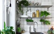 Đặt 4 loại cây phong thủy này trong bếp, gia chủ tự nhiên đón lộc, đổi đời
