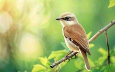 Tử vi chỉ ra giờ sinh của người lạc quan, càng về trung niên càng sung túc