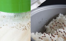Mẹo đuổi sạch kiến khỏi nồi cơm, hũ đường chỉ trong "một nốt nhạc"