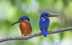 Hé lộ giờ sinh Âm lịch của người phụ nữ khéo léo, được nhiều người yêu mến