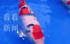 Một con cá Koi vừa được bán với giá 15,5 tỷ đồng, mang trong mình dòng máu đặc biệt