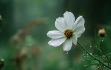 Số cuối ngày sinh Âm lịch hé lộ người có đường công danh sáng lạn