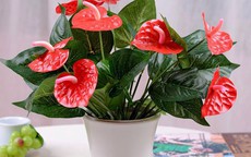 Cây phong thủy để bàn làm việc cho tuổi Dậu theo từng niên mệnh mang lại bình an