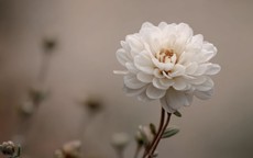 4 tháng sinh Âm lịch có lộc tích tài, càng về trung niên ví càng dày