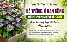 Loại lá đầy vườn nhà, dễ trồng ở ban công có lợi cho người bệnh gout, đem ăn sống hay chế biến đều ngon