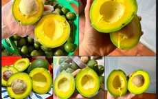 Bơ vào mùa bán tràn ngập thị trường, nên chọn loại bơ nào mới đáp ứng đủ các tiêu chí “ngon - bổ - rẻ”?