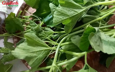Loại rau mọc um tùm khắp vườn quê, trước ít người ăn, nay thành đặc sản nhiều người tìm mua