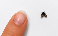 Tuyệt chiêu xử lý bồ hóng sạch tận gốc, không lo nhiễm khuẩn thực phẩm