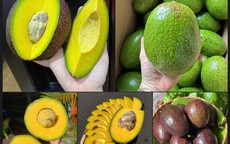 Một loại bơ vỏ tím lịm, cơm vàng dẻo kẹo, có thể nặng tới cả kg/quả đang được các chị em thi nhau ‘săn đón’