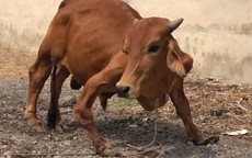 Người đàn ông trả 19,5 triệu đồng để mua con bò dị tật ở lò mổ