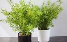 Muỗi 'chạy mất dép' với loại cây phong thủy siêu hợp trồng trong nhà