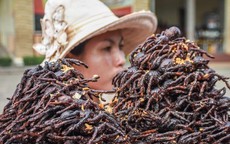 Vì sao người Campuchia ăn nhện đen như món ăn vặt?