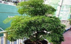 Muốn gia đạo yên ấm, tiền tài không thất thoát, đặt ngay cây đinh lăng ở vị trí này