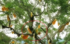 Nhìn lên cây sung cổ thụ, người dân sửng sốt chứng kiến cảnh tượng "nổi da gà"