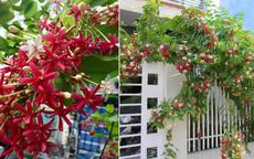Người trồng sử quân tử nên đặc biệt lưu ý điều này kẻo "rước họa" vào người