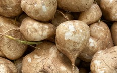 Loại củ mọng nước, giòn mát không chỉ ăn vặt mà dễ chế biến nhiều món ngon giúp người tiểu đường kiểm soát đường huyết