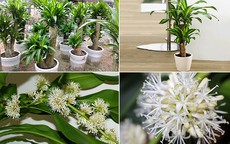 Đây mới là vị trí đặt cây thiết mộc lan hút tài và cách kích ra hoa