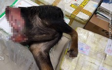 Khởi tố người đàn ông vận chuyển 48,5kg sơn dương đến Sa Pa tìm mối tiêu thụ