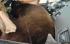 Phát hiện con gấu nặng 113,4 kg mắc kẹt rồi tử vong trong ô tô
