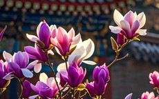 Giờ sinh Âm lịch của người hậu vận vượng, về già cực phú quý
