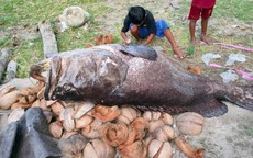 3 cậu bé bắt được con cá mú khổng lồ nặng 150kg trên biển