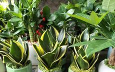 Những loại cây nên trồng trong tháng 7 âm lịch để tăng sinh khí và bình an cho gia đình