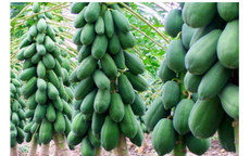 Muốn gia đạo hưng thịnh, trồng ngay loại cây này trước nhà, quả càng nhiều lộc càng to