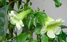 Cây hạnh phúc nở hoa báo hiệu điều gì? Mệnh nào trồng để lộc đổ về nhà?