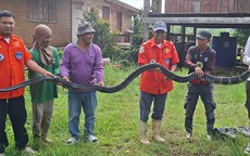 Bắt sống rắn hổ mang chúa khổng lồ nặng 20kg bò vào nhà dân