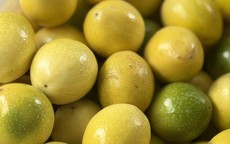 Loại chanh vỏ vàng óng, có hương thơm của ổi đang được chị em thi nhau 'săn đón' trên thị trường