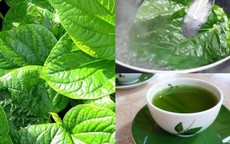 Uống nước lá lốt có tác dụng gì, uống hàng ngày có được không và điều cần lưu ý