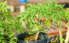 Trồng ngay loại cây dễ sống được ví như "thần giữ của" để bảo vệ sức khỏe và vượng khí