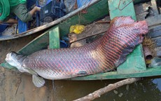 Ngư dân bắt được con cá hải tượng long dài 2,44 mét, nặng 120kg trên sông