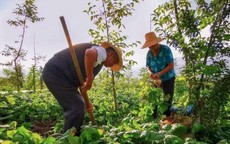 Bán nhà 3,8 tỷ về quê trồng rau, nuôi gà, vợ chồng nghỉ hưu vỡ mộng chỉ sau 10 tháng